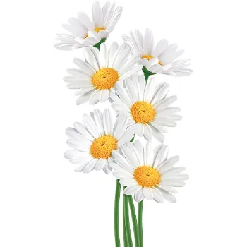 Fresh Daisy Flower